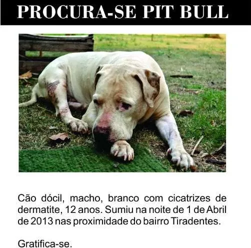 Cachorro ra a Pit-Bull idade 6 ou mais anos nome PIT GRATIFICA