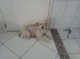Caramelo