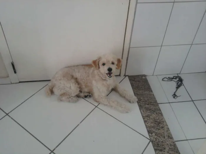 Cachorro ra a Cocker idade 2 anos nome Caramelo