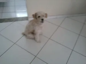 Cachorro raça Cocker idade 2 anos nome Caramelo