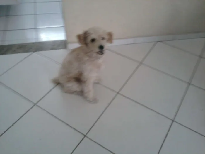 Cachorro ra a Cocker idade 2 anos nome Caramelo