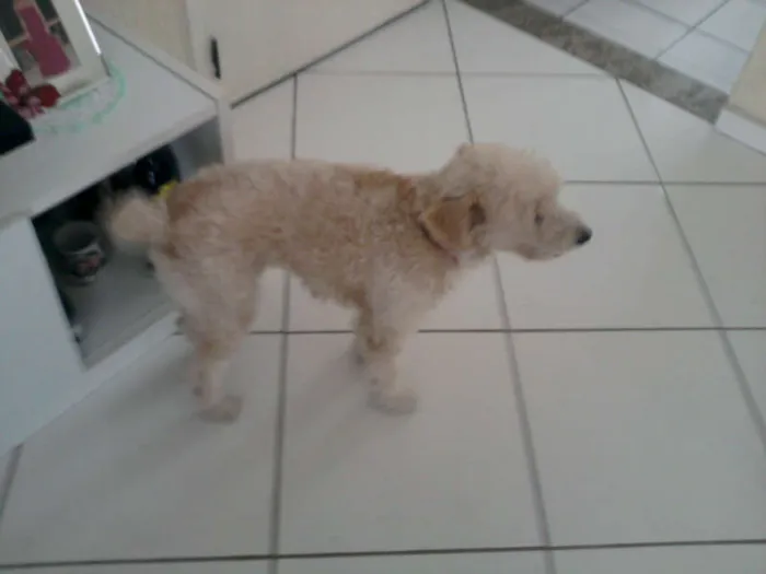Cachorro ra a Cocker idade 2 anos nome Caramelo