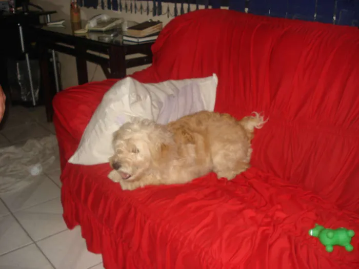 Cachorro ra a Cocker idade 2 anos nome Caramelo