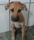 Menina