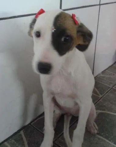 Cachorro ra a SRD idade 2 a 6 meses nome Guria