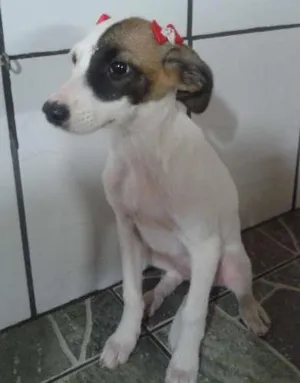 Cachorro raça SRD idade 2 a 6 meses nome Guria