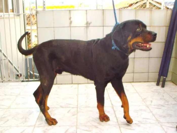 Cachorro ra a Rottweiler idade 4 anos nome HERCULES