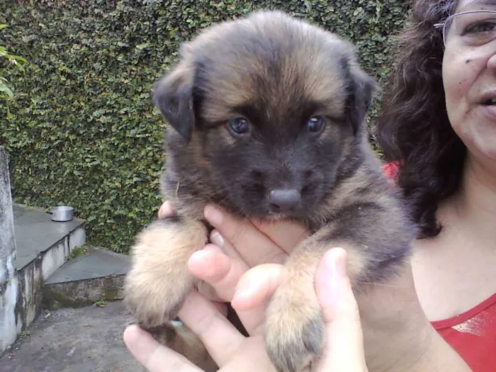 Cachorro ra a SRD idade Abaixo de 2 meses nome Sem Nomes