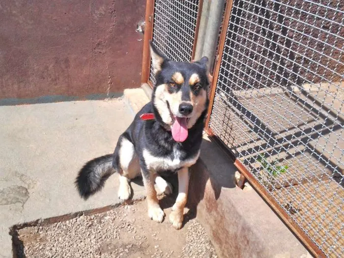 Cachorro ra a MIX DE HUSKY idade 4 anos nome DUDA