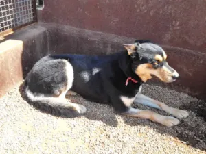 Cachorro raça MIX DE HUSKY idade 4 anos nome DUDA