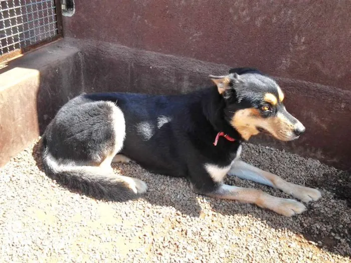 Cachorro ra a MIX DE HUSKY idade 4 anos nome DUDA