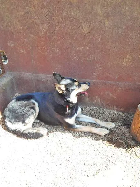 Cachorro ra a MIX DE HUSKY idade 4 anos nome DUDA