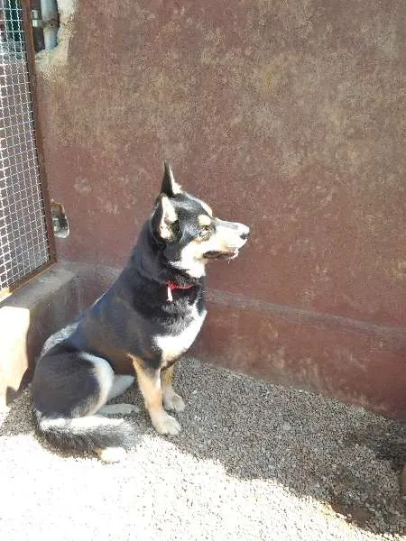 Cachorro ra a MIX DE HUSKY idade 4 anos nome DUDA