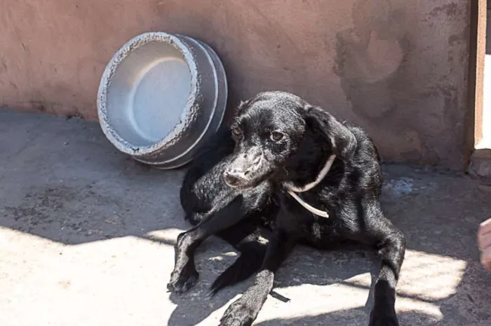 Cachorro ra a SRD idade 3 anos nome Negrinha
