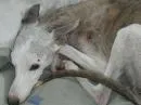 Cachorro raça Whippet idade 6 ou mais anos nome Whippet