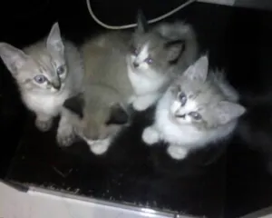 Gato raça SRD idade 2 a 6 meses nome Ninhadinha Serelepe