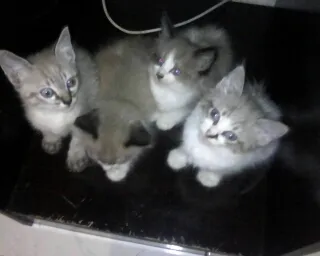 Gato ra a SRD idade 2 a 6 meses nome Ninhadinha Serelepe