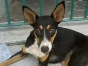 Cachorro raça SRD idade 7 a 11 meses nome Lindinha