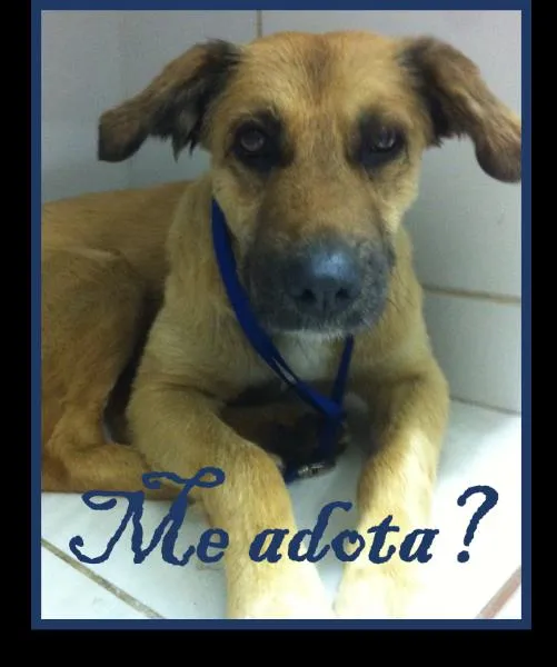 Cachorro ra a SRD idade 3 anos nome Caramelo