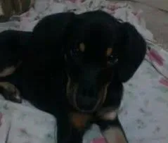 Cachorro raça SRD idade 2 a 6 meses nome Lek