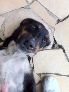 Cachorro raça vira- lata idade 2 anos nome Bóris