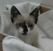 Gato raça siamesa idade 7 a 11 meses nome mimi
