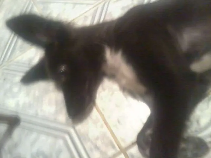 Cachorro raça SRD idade 7 a 11 meses nome totoza