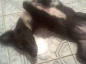 Cachorro raça SRD idade 7 a 11 meses nome totoza