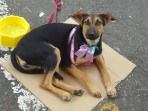 Cachorro raça SRD idade 7 a 11 meses nome Silvinha