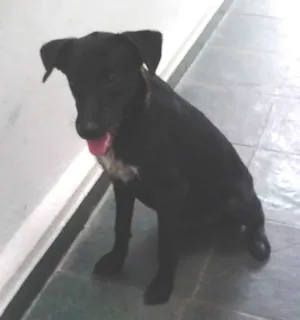 Cachorro raça SRD idade 7 a 11 meses nome Nevinho