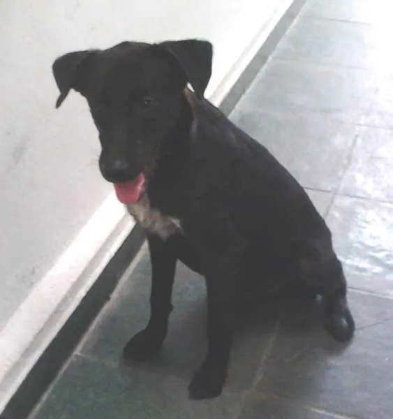 Cachorro ra a SRD idade 7 a 11 meses nome Nevinho