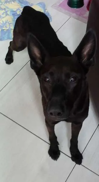 Cachorro ra a SRD idade 1 ano nome Sansão
