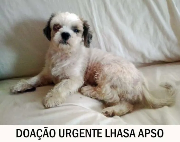 Cachorro ra a Lhasa Apso idade  nome Serenna