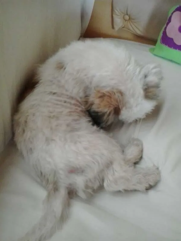 Cachorro ra a Lhasa Apso idade  nome Serenna