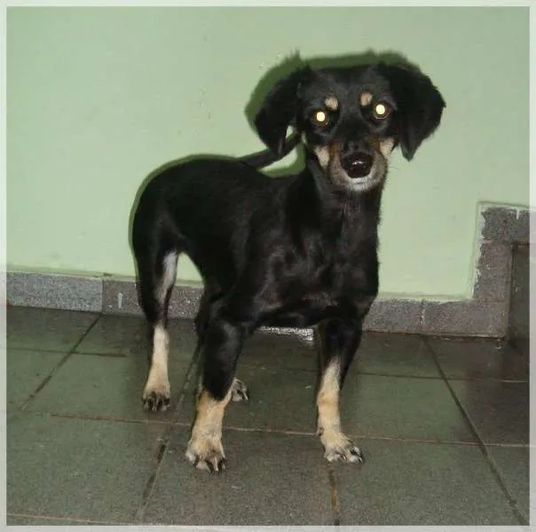 Cachorro ra a ñ definida  idade 2 anos nome Vitória