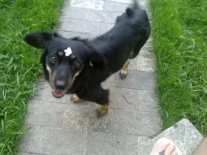 Cachorro raça ñ definida  idade 2 anos nome Vitória