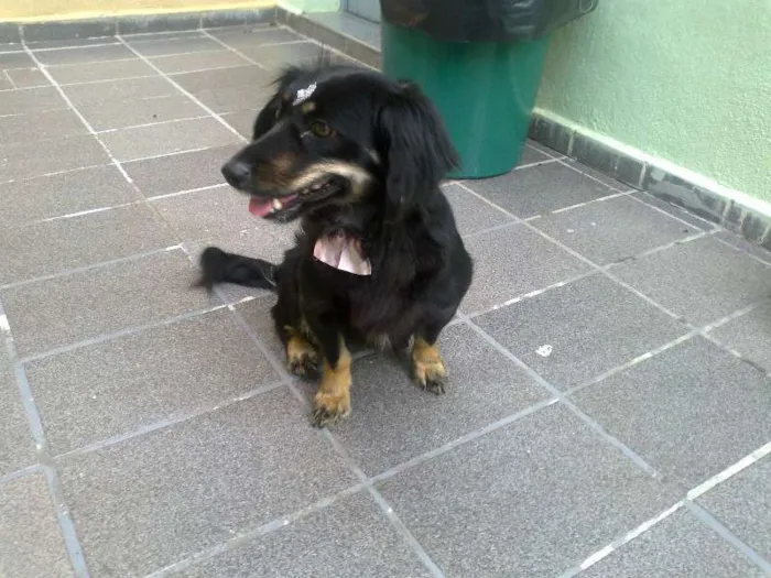 Cachorro ra a ñ definida  idade 2 anos nome Vitória