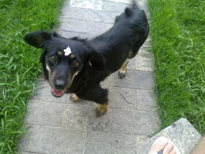 Cachorro ra a ñ definida  idade 2 anos nome Vitória