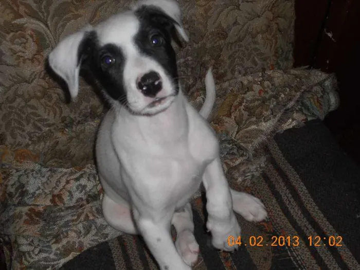 Cachorro ra a SRD idade Abaixo de 2 meses nome Freddy