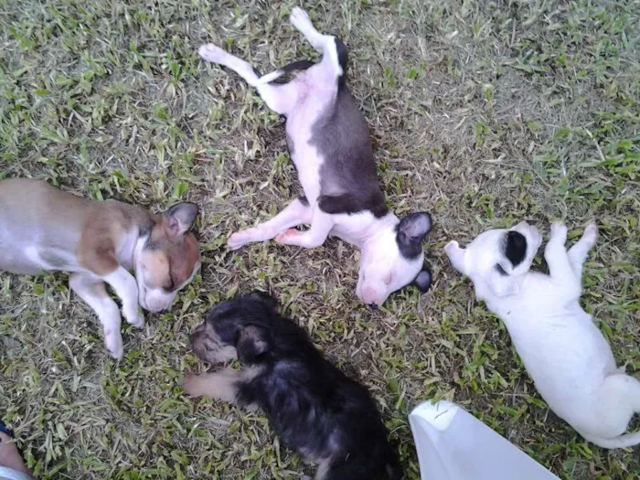 Cachorro ra a mista pitbull idade 2 a 6 meses nome fofiz, ruivinha, bi