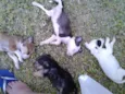 fofiz, ruivinha, bi