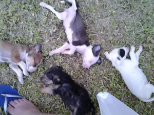 Cachorro raça mista pitbull idade 2 a 6 meses nome fofiz, ruivinha, bi