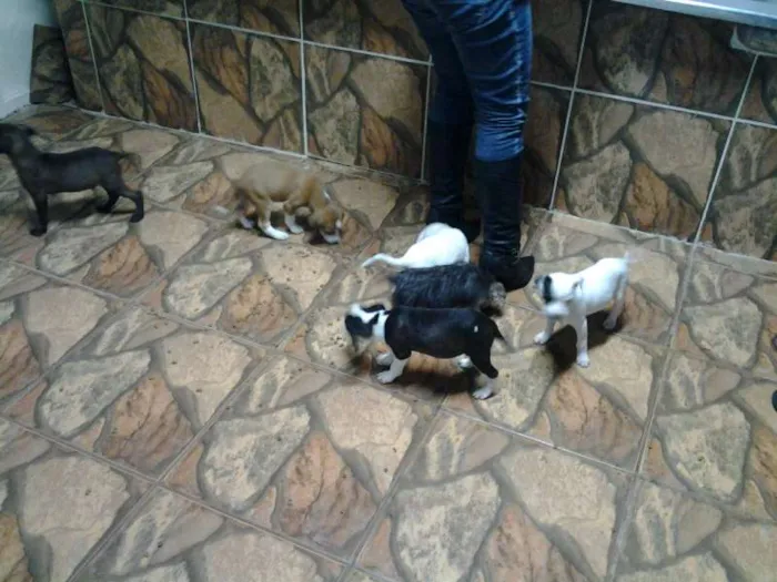 Cachorro ra a mista pitbull idade 2 a 6 meses nome fofiz, ruivinha, bi