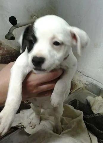 Cachorro ra a mista pitbull idade 2 a 6 meses nome fofiz, ruivinha, bi