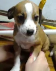 fofiz, ruivinha, bi
