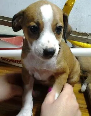 Cachorro ra a mista pitbull idade 2 a 6 meses nome fofiz, ruivinha, bi