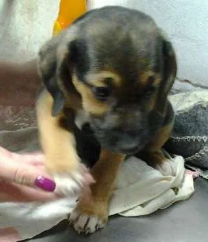 Cachorro ra a mista pitbull idade 2 a 6 meses nome fofiz, ruivinha, bi
