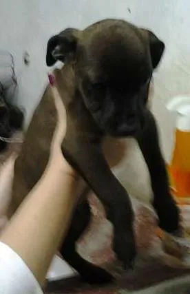 Cachorro ra a mista pitbull idade 2 a 6 meses nome fofiz, ruivinha, bi