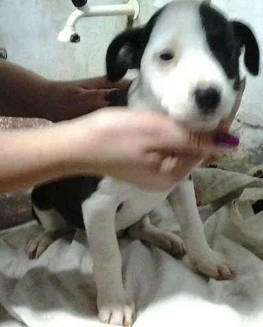 Cachorro ra a mista pitbull idade 2 a 6 meses nome fofiz, ruivinha, bi