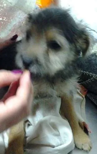 Cachorro ra a mista pitbull idade 2 a 6 meses nome fofiz, ruivinha, bi